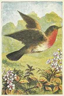 Children's Literature Artwork Prints: A robin in flight