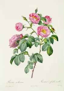 Rosa Mollissima, from 'Les Roses' by Claude Antoine Thory (1757-1827) engraved by Victor Rosa Mollissima, from 'Les Roses' by Claude Antoine Thory (1757-1827) engraved by Victor