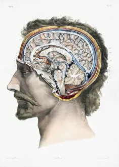 Anatomical Chart Collection: Saggital section of the human brain. 19th century (engraving)