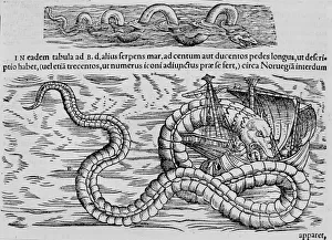 Sea snake, marine creature after Conrad (= Konrad) Gesner Sea snake, marine creature after Conrad (= Konrad) Gesner