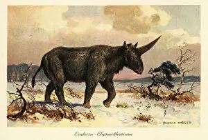 Palaeolithic Collection: Siberian unicorn, Elasmotherium sibiricum, on a snowy plain. 1908 (illustration)
