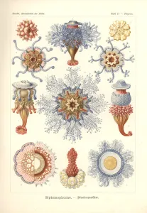 Siphonophorae - Jelly Fish, from Kunstformen der Natur, engraved by Adolf Giltsch, published 1904 (colour litho) Siphonophorae - Jelly Fish, from Kunstformen der Natur, engraved by Adolf Giltsch, published 1904 (colour litho)