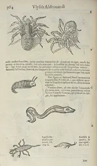 Amphibian Animals Prints: Spiders and aquatic creatures