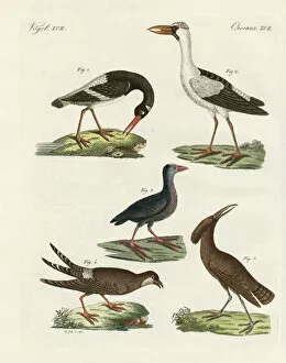 African Openbill Collection: Strange marsh-birds (coloured engraving)