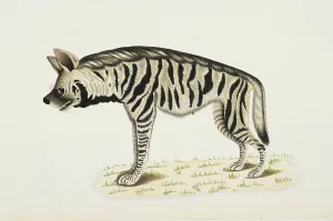 Indian Wildlife Art Prints: Striped Hyaena Hyaena hyaena