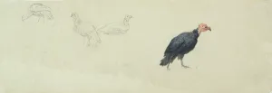 Studies of a Turkey (w/c & graphite on wove paper) Studies of a Turkey (w/c & graphite on wove paper)