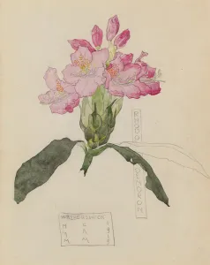 Study of a Rhododendron, 1915 (pencil and w/c on paper) Study of a Rhododendron, 1915 (pencil and w/c on paper)