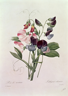 Artists/victor mignot/sweet peas lathyrus odoratur engraved langlois Artists/victor mignot/sweet peas lathyrus odoratur engraved langlois