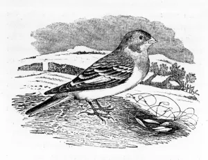Tawny Bunting, illustration from A History of British Birds by Thomas Bewick Tawny Bunting, illustration from A History of British Birds by Thomas Bewick