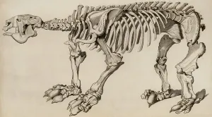 Megatherium Skeleton Prints: Composite skeleton of Megatherium