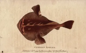 Marine Fish Prints: Monkfish (Lophius piscatorius)