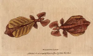 Rare Insect Illustrations Prints: Phasm or phasmoptere (Phyllium siccifolium)