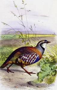 Edouard Travies Artwork Prints: Red partridge, c.1850 (lithograph)