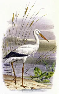 Lithograph Art For Sale Prints: Stork, c.1850 (lithograph)