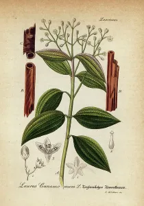 True Cinnamon Tree Prints: True cinnamon tree or Ceylon cinnamon tree