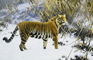 Tiger in a Winter Landscape, 1912 (oil on canvas) Tiger in a Winter Landscape, 1912 (oil on canvas)