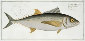 Tuna (Scomber Thynnus) plate LV from Ichthyologie, ou histoire naturelle generale et Tuna (Scomber Thynnus) plate LV from Ichthyologie, ou histoire naturelle generale et
