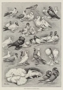 Some Varieties of the Modern Pigeon (engraving) Some Varieties of the Modern Pigeon (engraving)
