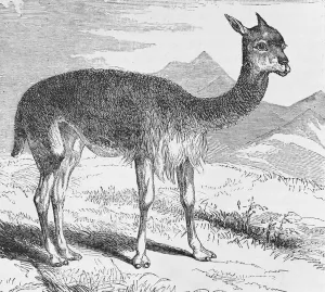 The Vicuna at the Rio de Azufre, from 'Incidents of Travel and Exploration in The Vicuna at the Rio de Azufre, from 'Incidents of Travel and Exploration in