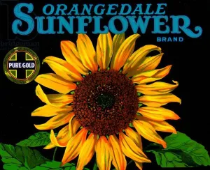 Vintage Sunflower Fruit Crate Label, 1926 (colour litho) Vintage Sunflower Fruit Crate Label, 1926 (colour litho)