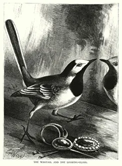 The Wagtail and the Looking-Glass (engraving) The Wagtail and the Looking-Glass (engraving)