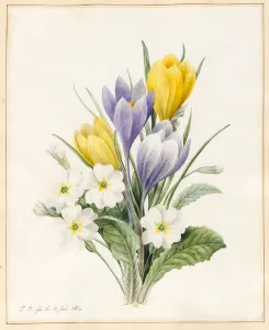 White Primroses and Early Hybrid Crocuses, 1830 (w/c with some bodycolour on vellum) White Primroses and Early Hybrid Crocuses, 1830 (w/c with some bodycolour on vellum)