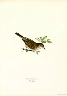 Émile-Allain Séguy Collection: Whitethroat (colour litho)