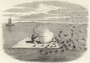 Wild duck shooting on the Potomac (engraving) Wild duck shooting on the Potomac (engraving)
