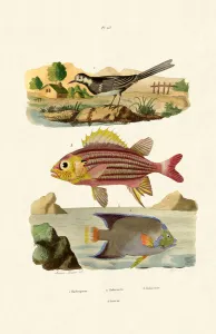 Willy Wagtail, 1833-39 (coloured engraving) Willy Wagtail, 1833-39 (coloured engraving)