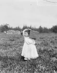Eight year old Jennie Camillo from Philadelphia picking cranberries at Theodore Budds Bog Eight year old Jennie Camillo from Philadelphia picking cranberries at Theodore Budds Bog