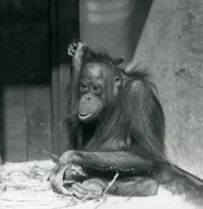 A young Orangutan sitting in its enclosure at London Zoo, October 1925 (b/w photo) A young Orangutan sitting in its enclosure at London Zoo, October 1925 (b/w photo)