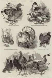 Zoological Society, Prize Poultry (engraving) Zoological Society, Prize Poultry (engraving)