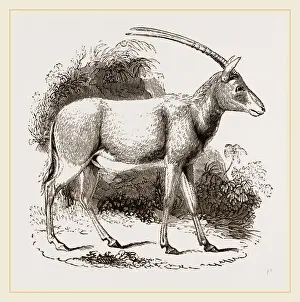 Natural History Museum Exhibits Prints: Abu Harb