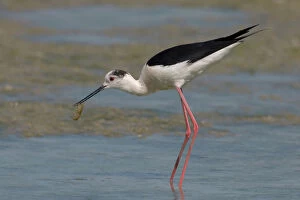 Images Dated 16th May 2006: Adult Black-winged Stilt wading with prey, Himantopus himantopus, Italy