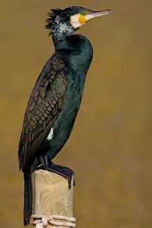 Images Dated 16th February 2007: Adult Great Cormorant in summer plumage, Phalacrocorax carbo, Italy