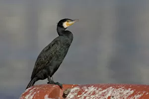 Images Dated 31st December 2004: Adult Great Cormorant in winter plumage, Phalacrocorax carbo, Italy