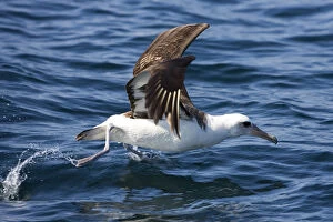 Images Dated 8th May 2010: Adult Laysan Albatross in flight, Phoebastria immutabilis