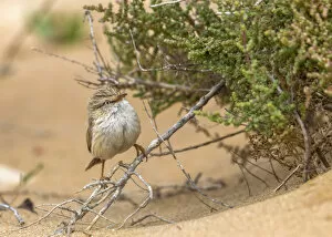 Images Dated 13th March 2011: Adult Streaked Scrub-Warbler perched on a small bush in South Morocco, Morocco
