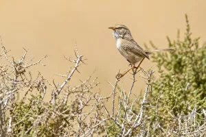 Images Dated 13th March 2011: Adult Streaked Scrub-Warbler perched on a small bush in South Morocco, Morocco