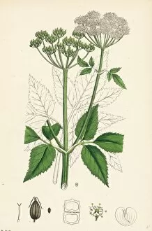 Aegopodium Podagraria Collection: Aegopodium Podagraria; Common Goutweed