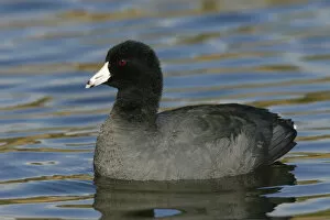 Images Dated 19th January 2006: American Coot, Fulica americana, United States
