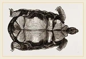 Biology Illustrations Prints: Arachnoid Pyxis from below