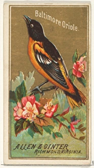 Baltimore Oriole Birds America series N4 Allen & Ginter Cigarettes Brands Baltimore Oriole Birds America series N4 Allen & Ginter Cigarettes Brands
