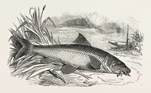Freshwater Fish Art Prints: BARBEL