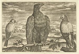 Three birds in a landscape, print maker: Adriaen Collaert, Theodoor Galle, 1598 - 1618 Three birds in a landscape, print maker: Adriaen Collaert, Theodoor Galle, 1598 - 1618