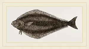 Natural History Of Fish Prints: Black basse