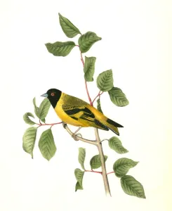 Black-headed Goldfinch. Male., Audubon, John James, 1785-1851 Black-headed Goldfinch. Male., Audubon, John James, 1785-1851