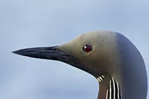 Images Dated 24th June 2005: Black-throated Diver summerplumage close-up head, Finland