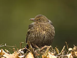 Images Dated 24th January 2006: Blackbird female perched on hedge