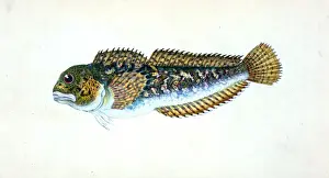 Edward Donovan Illustrations Prints: Blenny, smooth, Blennius Pholis, British fishes, Donovan, E. (Edward), 1768-1837